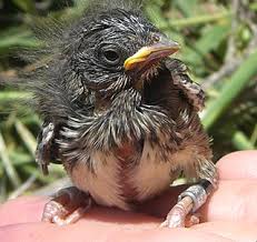 age matters for song sparrows and climate change uc davis