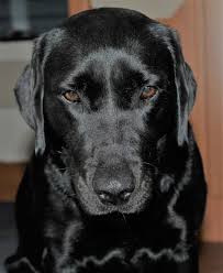 Obwohl der große preis von portugal bereits 16 mal im rennkalender formel 1 stand, feierte das autodromo internacional do algarve in portimao. Vores Bianca Formel 1 Taeve Pa 9 Ar Labradorretriever Labrador Labfun Labrador Retriever Labrador Retriever