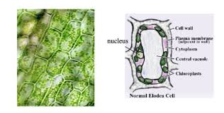 We did not find results for: Lab 2 Microscopes And Cells Gen Bio 1 Flashcards Quizlet
