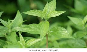 Image result for Pouzolzia guineensis