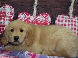 This is because adopting a golden retriever puppy or dog is a serious matter that will affect the next ten to. Golden Retriever Dog Male Golden 2981790 Pet City Houston