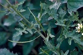 Image result for Erucastrum arabicum