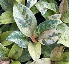 Image result for Ficus persicifolia