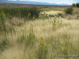 Image result for Sporobolus molleri