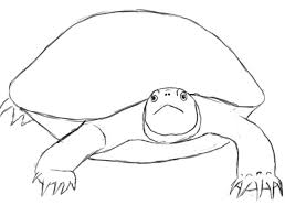 How To Draw A Turtle Draw Central Turtle Drawing Turtle Painting Drawings