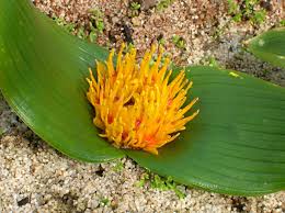 Image result for Daubenya