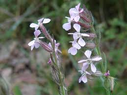 Image result for Silene gallica