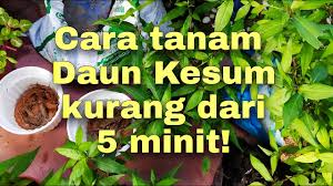 Juga sebagai ulaman dalam penyediaan nasi kerabu. Cara Tanam Daun Kesum Tak Sampai 5 Minit Shooo Simple Tanaman Youtube