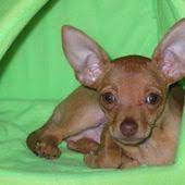 Chihuahua Obsession Chihuahua Chihuahua Breeds Deer Chihuahua