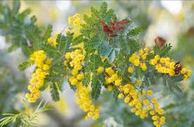 Image result for Acacia montigena