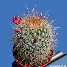 Have you ever noticed when some succulents produce a small offset that looks like the. Mammillaria Nunezii
