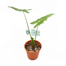 Exposure is lethal even at very low concentrations, where death can occur within one to ten minutes after direct inhalation of a lethal dose, due to suffocation from respiratory. Alocasia Sarian Pot 140mm The Green Corner