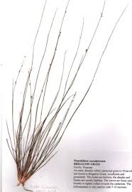 Image result for Paspalidium