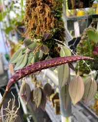 Image result for Bulbophyllum sandersonii