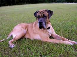 We did not find results for: Full Grown Daniff Great Dane Mastiff Mix Great Dane Mastiff Mix Great Dane Mastiff Mastiff Mix