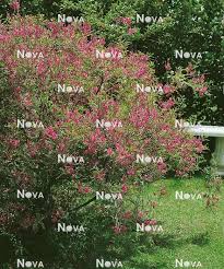 Image result for Indigofera erythrogramma