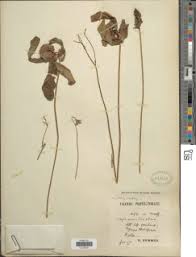 Image result for Craterostigma nummulariifolium