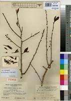 Image result for Brackenridgea zanguebarica