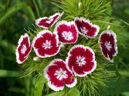 Check spelling or type a new query. 11 Plantas Que Florecen Todo El Ano Nombres Y Fotos