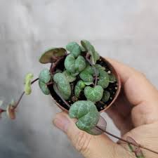 Image result for Ceropegia crassifolia