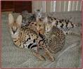 Is a Bengal Cat The Same as a Savannah? - Bengal Cat Club