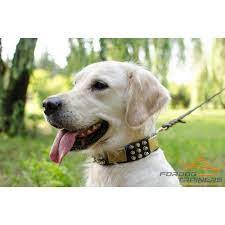 golden retriever icin civili piramitli ve plakali boyun tasmasi c86 2021 golden retriever retriever kopek