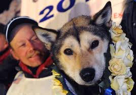 Mitch Seavey, 53, becomes oldest winner of Iditarod