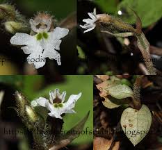 Image result for Cheirostylis