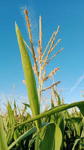 Image result for Zea mays