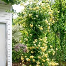 Image result for Lonicera