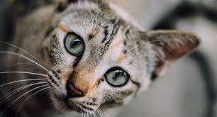 Can cats eat cheese or chocolates? Do Cats Have Eyelashes No Here S Why Upgrade Your Cat