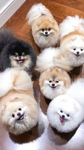 Everything We Love About The Pomeranian Puppy Discover The Playful Pomeranian Pomer Sevimli Hayvan Yavrulari Pomeranian Yavrusu Sevimli Kopek Yavrulari