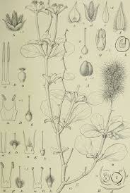 Image result for Centemopsis