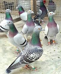 Homing Pigeons By Gary Romig In The Style Of Fulton Mykinglist Com Pigeon Pictures Pet Pigeon Pigeon Bird