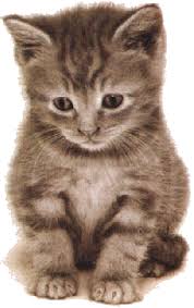 Résultat de recherche d'images pour "gif chat neige"