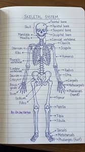 Image result for Hamate Bone