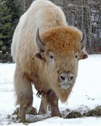 Beyaz Bizon Animals Beautiful American Bison Animals Wild