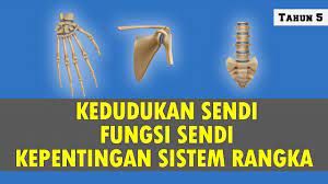 Melansir healthline, tubuh manusia memiliki tiga jenis sendi utama. Mengenal Pasti Kedudukan Sendi Fungsi Sendi Dan Kepentingan Sistem Rangka Manusia Sains Tahun 5 Youtube