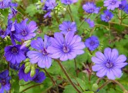 Image result for Geranium vagans