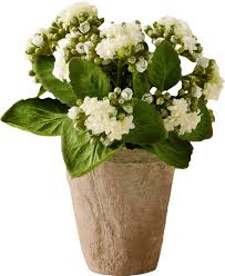 Image result for Bouvardia