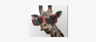 Download 100+ royalty free giraffe sunglasses vector images. Funny Fashion Portrait Of A Giraffe With Hipster Sunglasses Crazy Eyes Gerald The Giraffe Bb3236 Free Transparent Png Download Pngkey