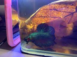 Usual place in the tank: New Giant Betta Bettafish