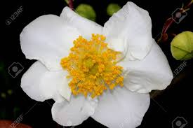 Native ninebark shrubs start their exquisite white and pink flowering display, followed by showy fall fruit! Bush Anemone Carpenteria Californica California Native Hardy Evergreen Shrub With Green Narrowly Elliptic Opposite Leaves And 5 8 Cm Across White Scented Anemone Like Flowers And Conical Capsule Fruit Stock Photo Picture And