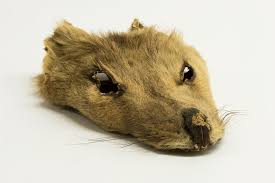 The thylacine (thylacinus cynocephalus) is the only species of the marsupial family thylacinidae to exist into modern times. Thylacine Extinction