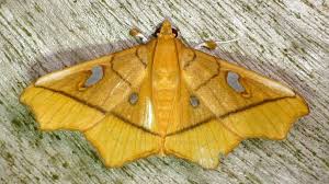 Snout Moth Midila Sp Crambidae Moth Dragonfly Insect Butterfly Dragon