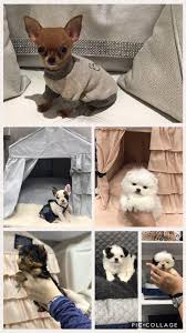 Teacup female pomeranian, missy, once upon a teapup. Tiny Paws Teacup Puppy Boutique Home Facebook