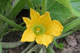 Image result for Cucurbita