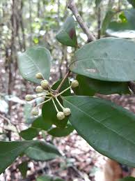 Image result for Eugenia malangensis