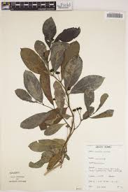 Image result for Morinda lucida