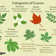 Every time you change settings you press the update tree button. How To Identify Deciduous Trees By Their Leaves